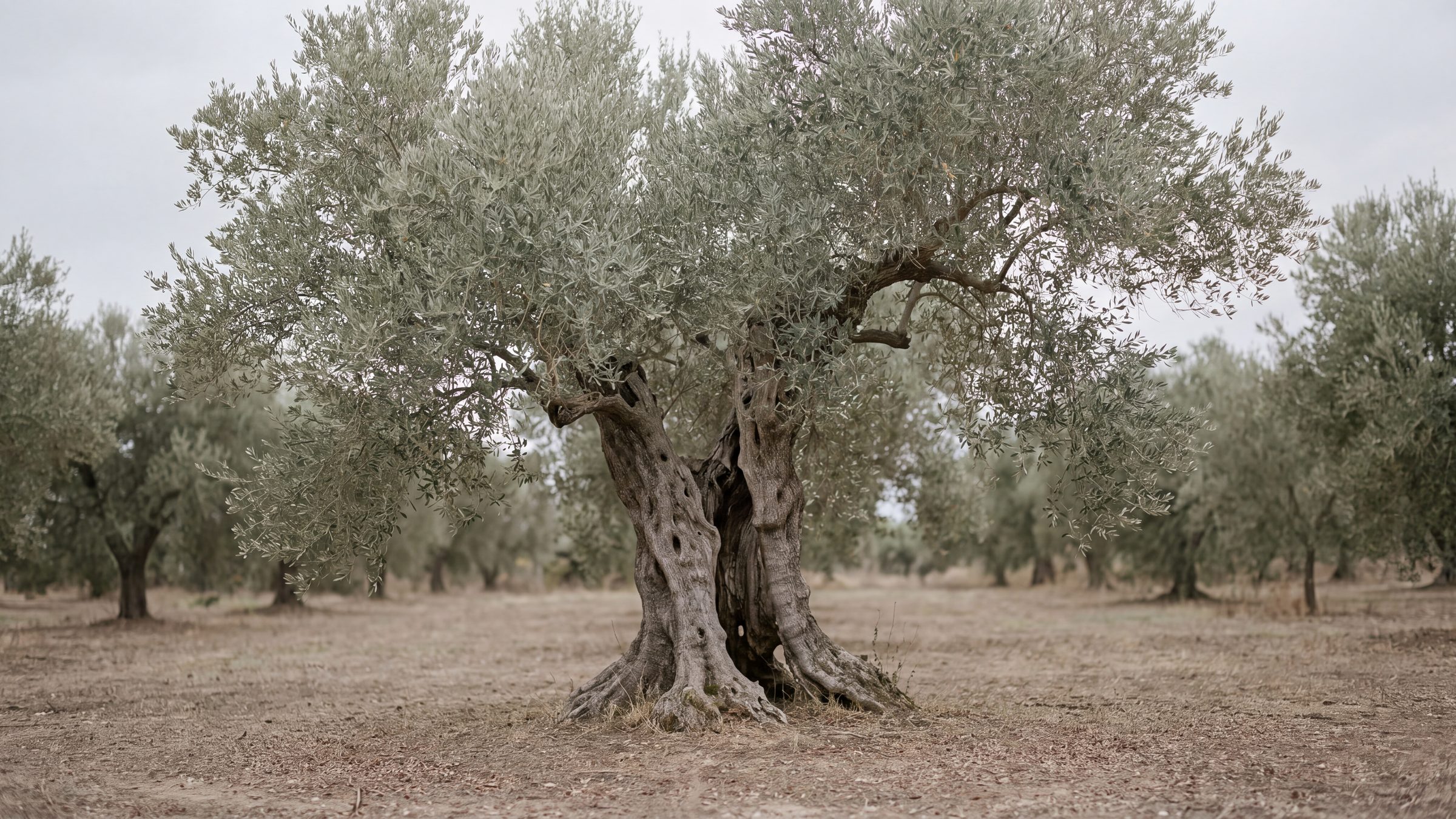 An ancient olive tree with a heavy gnarled trunk in a quiet grove