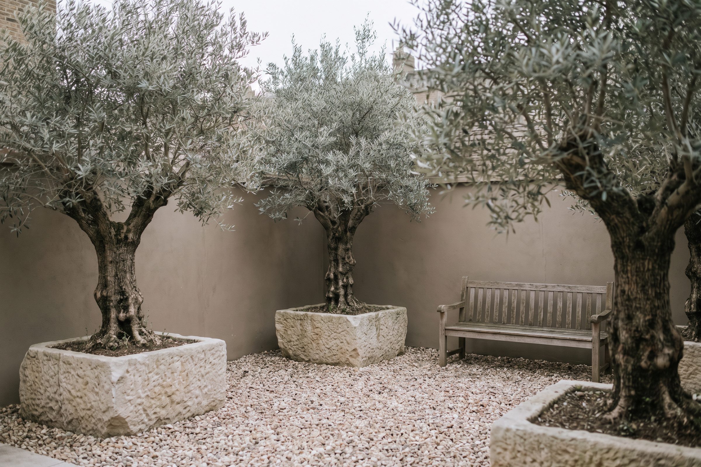 A small courtyard garden with mature olive trees in stone planters