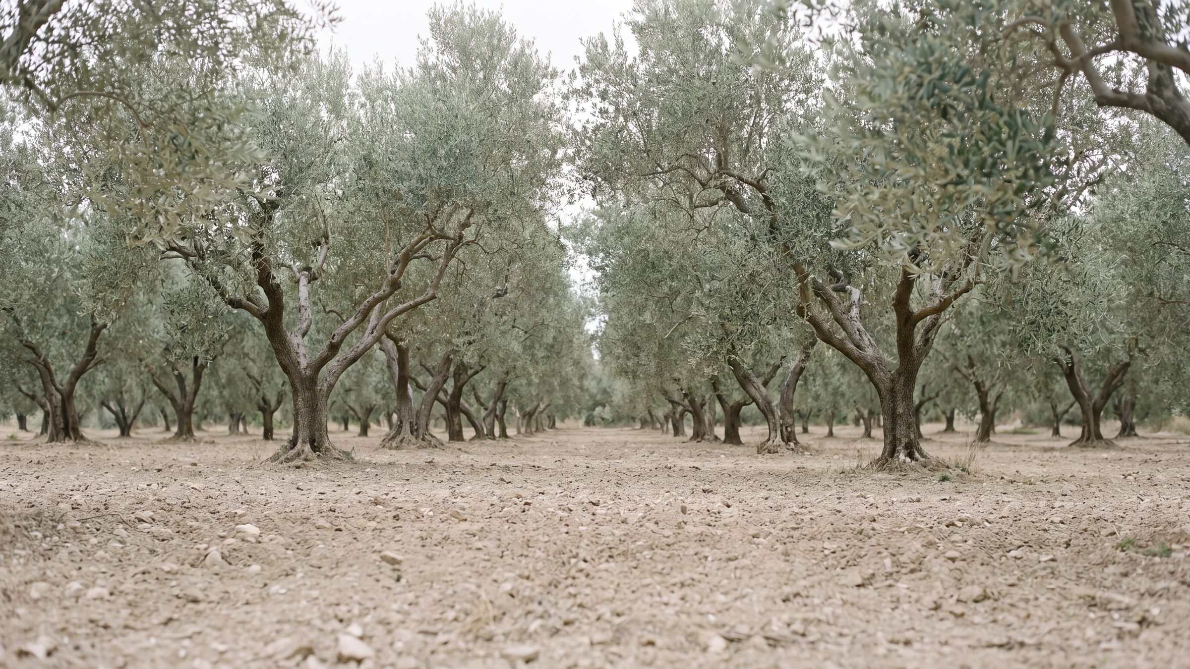An olive grove in flat overcast light with rows of trees receding